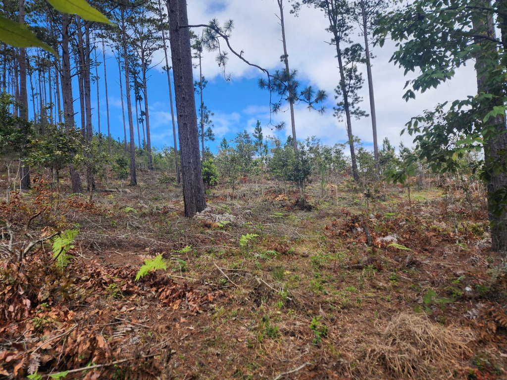 Área rodeada de hermosos pinares